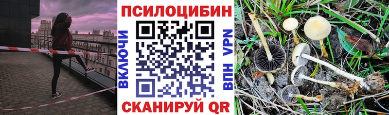 Галлюциногенные грибы Psilocybine cubensis  blacksprut вход  Кузнецк 